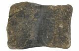 Fossil Hadrosaur Phalange (Toe Bone) - Montana #145210-4